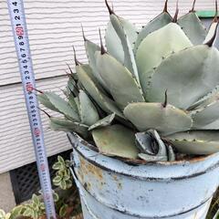 アガベ フレキスピナ