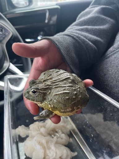 アフリカウシガエル