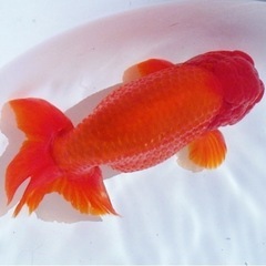 ジャンボオランダの中古が安い！激安で譲ります・無料であげます  