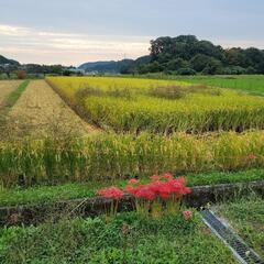 ⑧令和5年度産新米ヒノヒカリ 玄米 30kg 受付終了食品