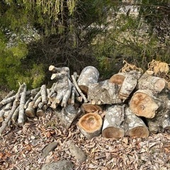 来年の薪に　伐採した木