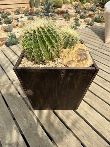 金鯱　寄せ植え　ウッドプランター　ミカモ石