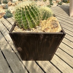 金鯱　寄せ植え　ウッドプランター　ミカモ石 金鯱 寄せ植え ウッドプランター ミカモ石