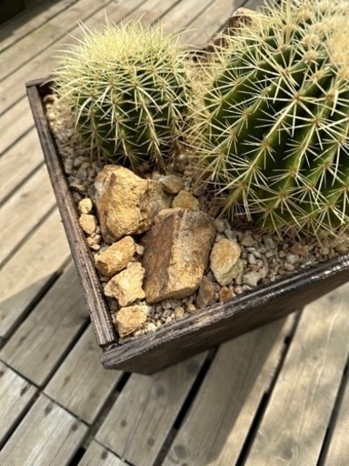 金鯱 寄せ植え ウッドプランター ミカモ石 - その他 