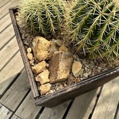 金鯱　寄せ植え　ウッドプランター　ミカモ石　　