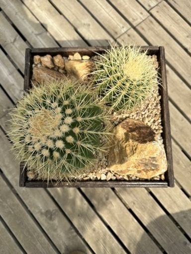 金鯱 寄せ植え ウッドプランター ミカモ石 - その他 