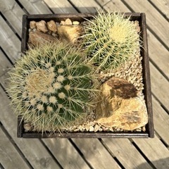 金鯱　寄せ植え　ウッドプランター　ミカモ石　　