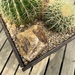 金鯱　寄せ植え　ウッドプランター　ミカモ石　　