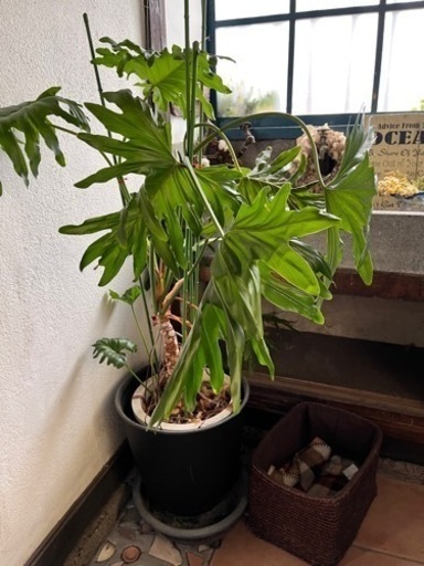 観葉植物
