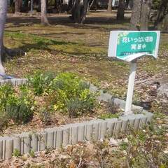 【熊本市】花壇整備のボランティア募集！　4月20日 - ボランティア