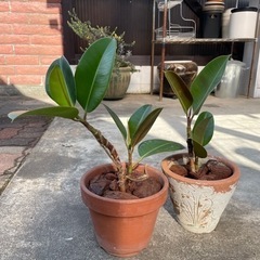 ゴムの木　２セット　観葉植物　