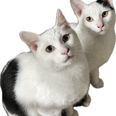 里親募集  黒白猫 生後6ヶ月くらい 兄弟猫