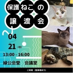 保護ねこの譲渡会🍀緑公会堂　GreenCatよこはま