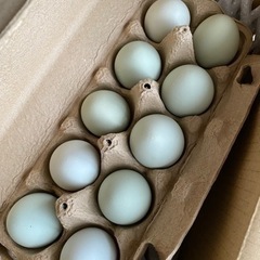 数量限定!!アローカナ卵🥚🐔♬.*ﾟ