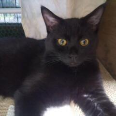 約6ヶ月黒猫の男の子