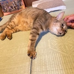 成猫ですが、とても人懐こいキジトラちゃん − 岡山県