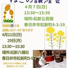 ねこの譲渡会 (春日井 松新八幡社)