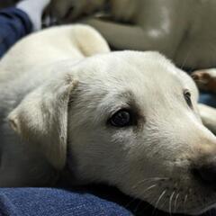 生後2ヶ月 大型犬 雑種（3月31日まで募集）の画像