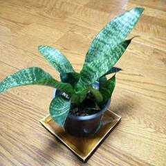 観葉植物
サンスベリア　３号鉢　約２０cm