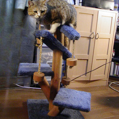 中古 木製キャットタワー おもちゃ付き 美しいデザイン 猫に受け...