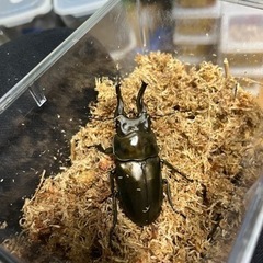 ローゼンベルグオウゴンオニクワガタ