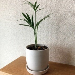 観葉植物　テーブルヤシ⑩　21cm　白いおしゃれな2号の鉢と受け皿付き