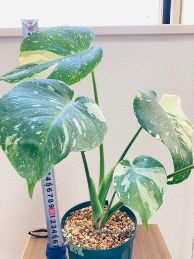 【観葉植物】斑入りモンステラH：デリシオーサ・タイコンステレーション