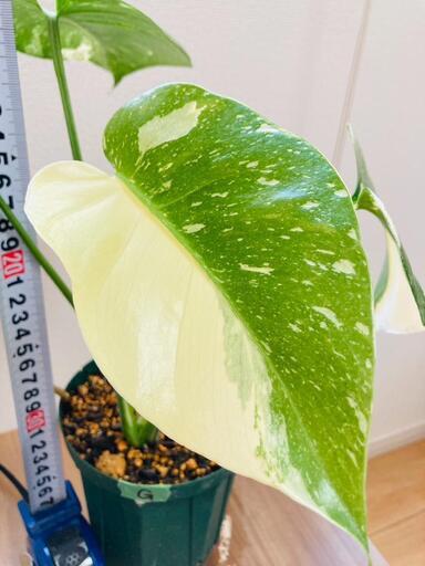 【観葉植物】斑入りモンステラG：デリシオーサ・タイコンステレーション