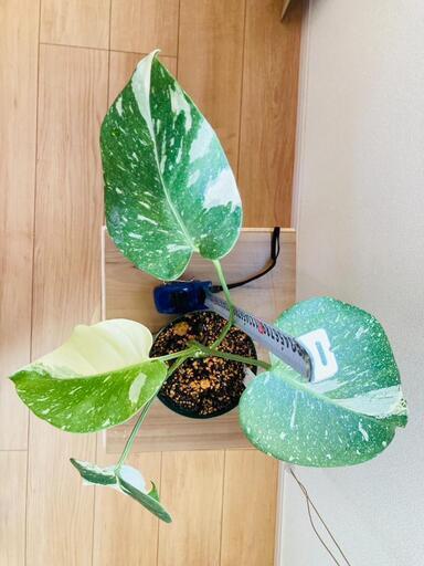観葉植物】斑入りモンステラG:デリシオーサ・タイコンステ 観葉植物】斑入りモンステラG:デリシオーサ・タイコンステ