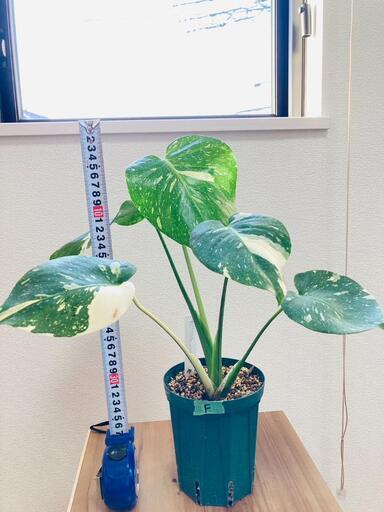 モンステラ タイコンスレーション 斑入り F 斑入りモンステラ タイ