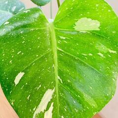 【観葉植物】斑入りモンステラE：デリシオーサ・タイコンステレーション