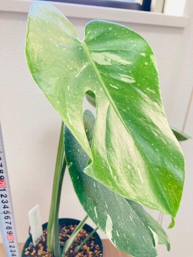 【観葉植物】斑入りモンステラD：デリシオーサ・タイコンステレーション