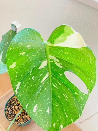【観葉植物】斑入りモンステラC：デリシオーサ・タイコンステレーション
