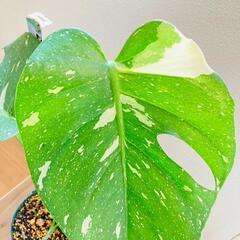 観葉植物】斑入りモンステラC：デリシオーサ・タイコンステレーション