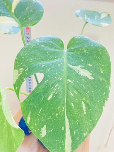 【観葉植物】斑入りモンステラB：デリシオーサ・タイコンステレーション