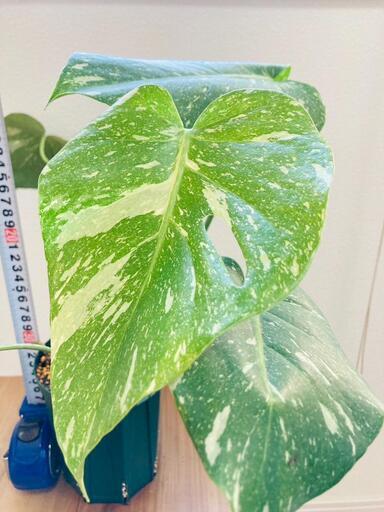 【観葉植物】斑入りモンステラA：デリシオーサ・タイコンステレーション