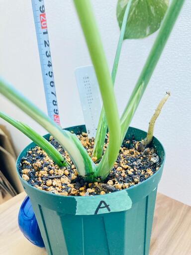 モンステラ斑入り タイコンステレーション デリシオーサ イエロー 大株