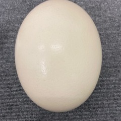 ダチョウの卵の殻2個セット　エッグアート、インテリア
