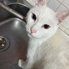 かわいい白猫ちゃんの画像