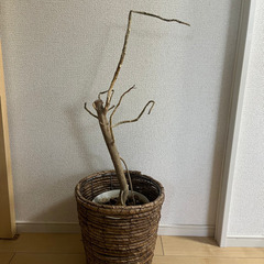 観葉植物　ウンベラータ　枯れ木　鉢付き