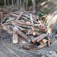 マキ　薪　ヒノキ　桧の伐採木