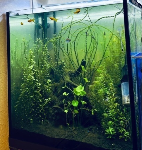 かなり大きい！クリナム カラミストラタム
