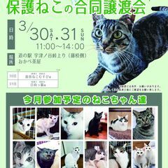 【中部】保護ねこの合同譲渡会 in おかべ茶屋【藤枝】