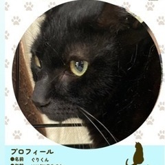 【10ヶ月】綺麗な黒猫　譲渡会又は個別面会でご縁待ち　トライアル...