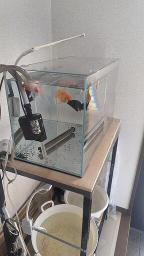 ada  60cm水槽