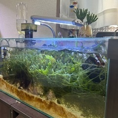 海水魚　水槽　海ぶどう