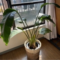 観葉植物／オーガスタ