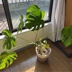 観葉植物／ヒメモンステラ