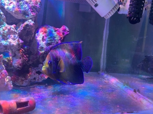 90cm熱帯魚水槽セット