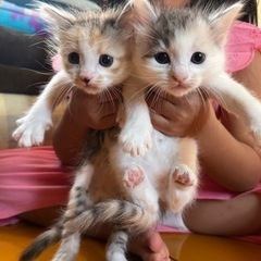 3匹の子猫ちゃん達です！ - 糸満市